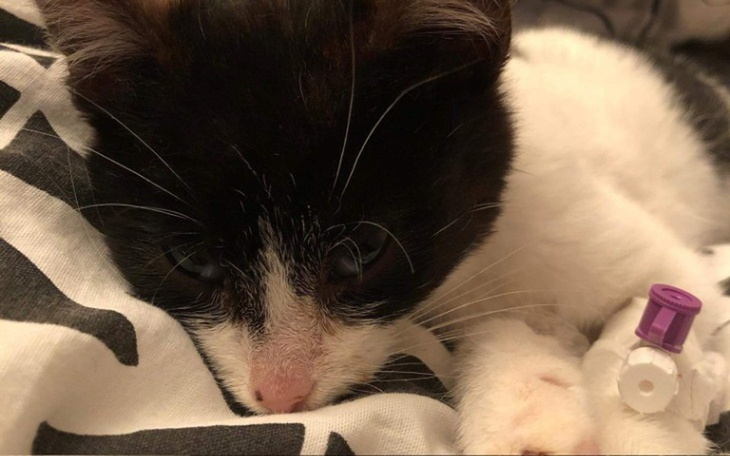 Zbiórka Ogromna walka małego Lubisia - zdjęcie główne