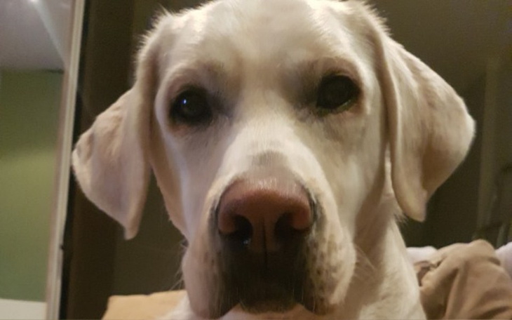 Zbiórka Zbiórka  za podziękowanie Psu - zdjęcie główne