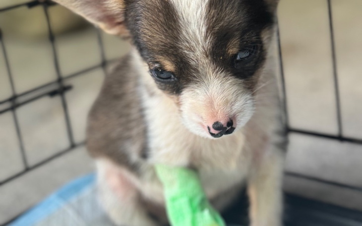 Zbiórka Uratujmy podhalańskie psy - zdjęcie główne