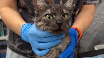 Zbiórka Emilia - miniaturka zdjęcia