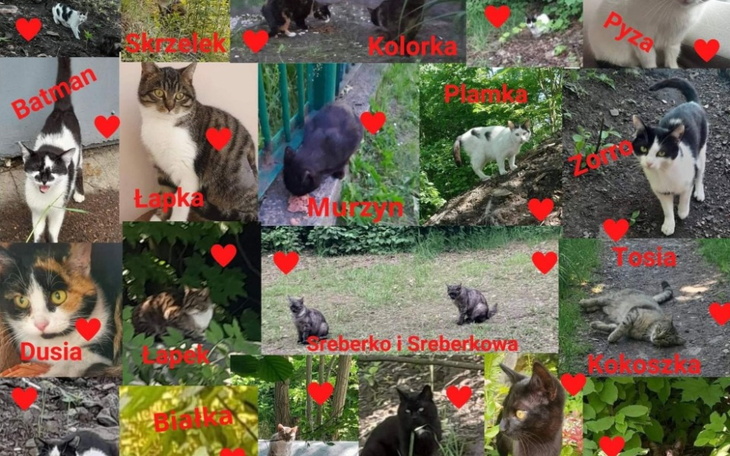 Zbiórka Zbiórka na puszkę dla 51 Kocików - zdjęcie główne