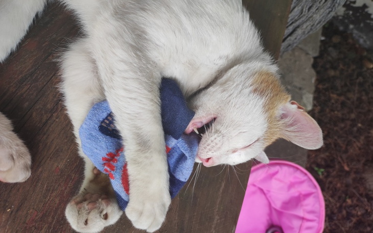 Zbiórka węgiel do pieca - zdjęcie główne