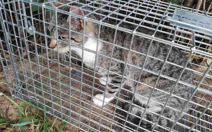 Zbiórka Aria kotka z kociego piekła - zdjęcie główne