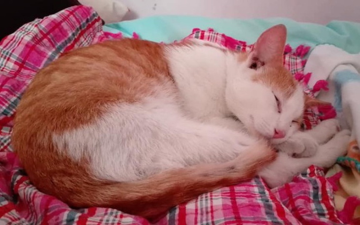 Zbiórka na leczenie i kastracje leona - zdjęcie główne