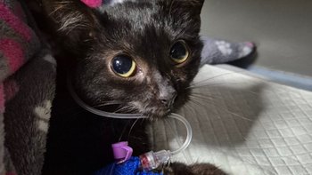 Zbiórka Tyle nieszczęścia w 1 maluchu :( - miniaturka zdjęcia