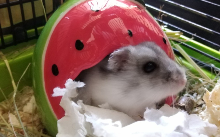 Zbiórka Weterynarz Loopyego /- - zdjęcie główne