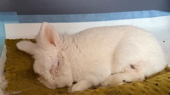 Zbiórka Na pokrycie faktur za leczenie - miniaturka zdjęcia