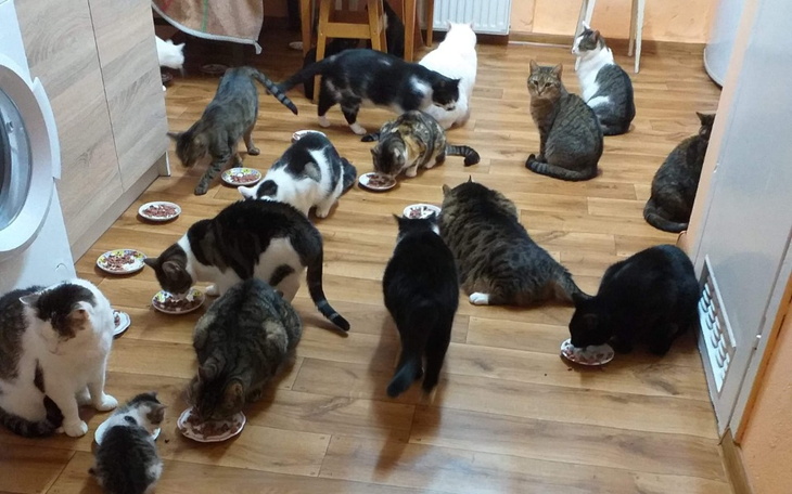 Zbiórka CICHE BŁAGANIE-by przetrwać - zdjęcie główne