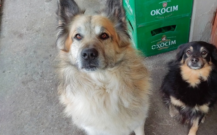 Dwa psy patrzące w obiektyw, jeden z nich z długą sierścią.