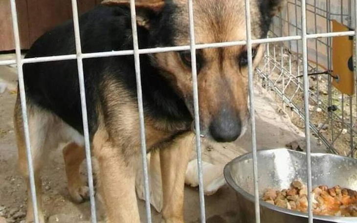 Zbiórka Godne życie dla piesków - zdjęcie główne