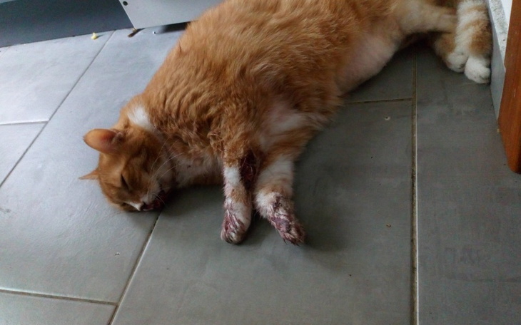 Zbiórka Kot jest bardzo w złym stanie - zdjęcie główne