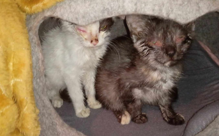 Zbiórka Pomóż nam je uratować - zdjęcie główne