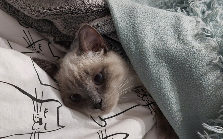 Zbiórka Lotusek walczy o zdrowie - zdjęcie główne