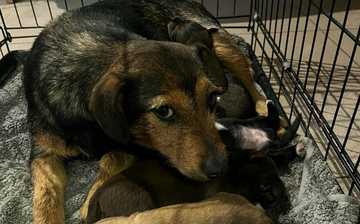 Suka z szczeniętami, odpoczywają w klatce.