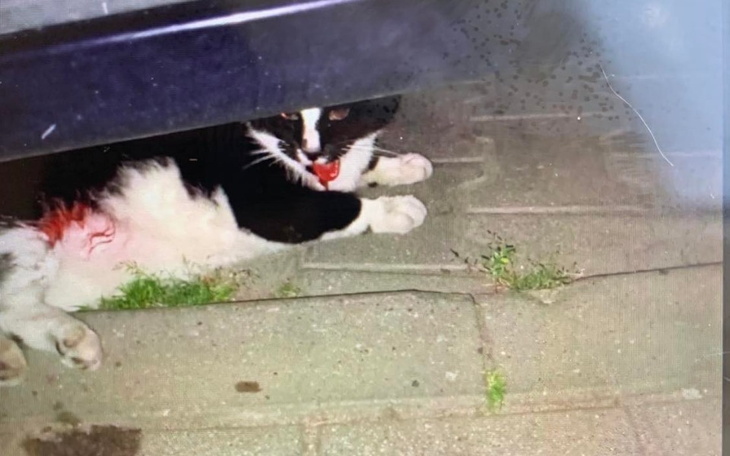 Zbiórka opłata operacji kotki - zdjęcie główne