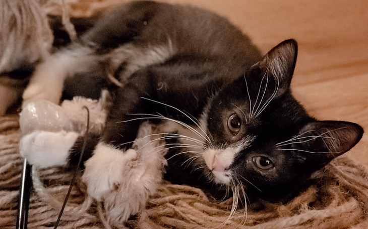 Czarny kot bawiący się na podłodze.