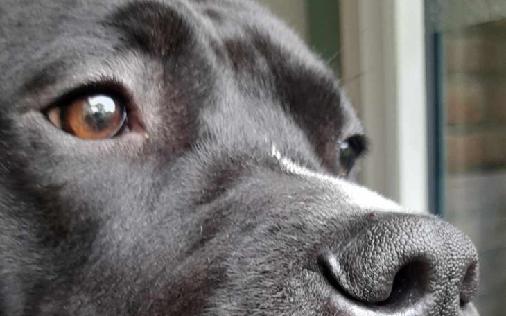 Zbiórka Operacja Łapki Mikiego - zdjęcie główne