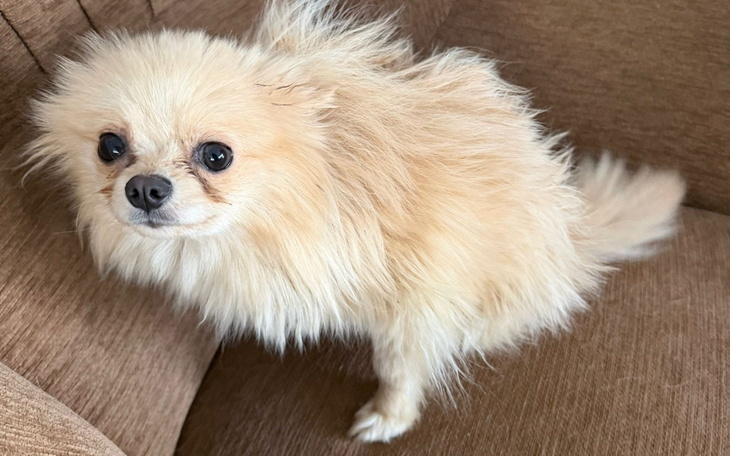 Mały piesek rasy pomeranian, z puszystym futrem.