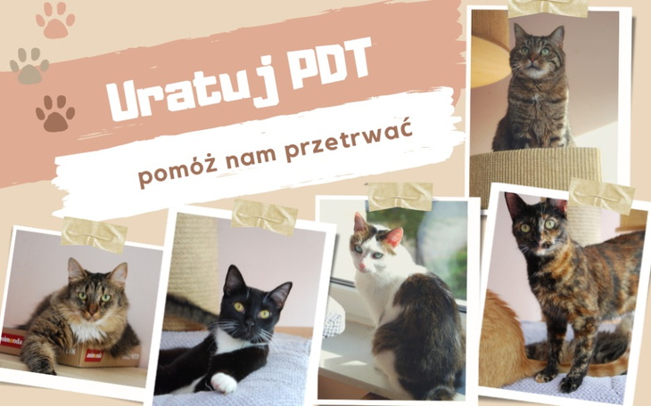 Koty w różnych pozach, apel o pomoc dla PDT.