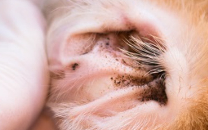 Zbiórka Chory Mija - zdjęcie główne