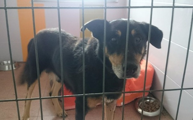 Zbiórka Starość w schronisku?? :( - zdjęcie główne