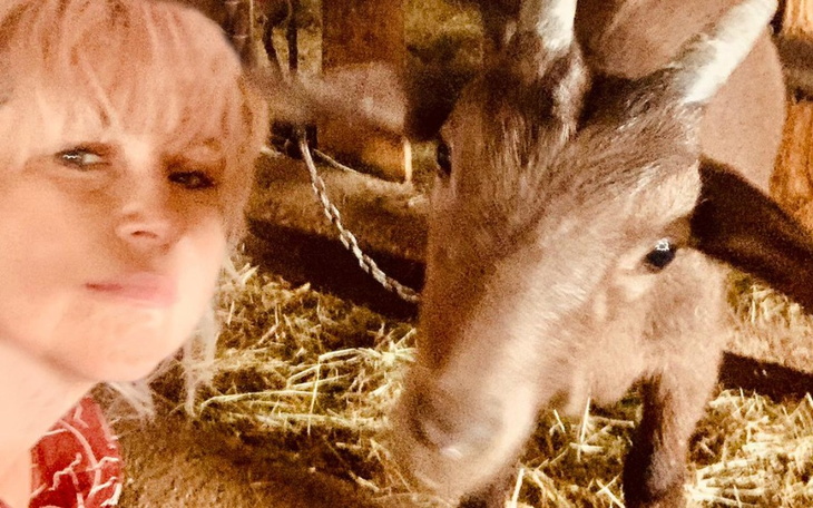 Osoba robiąca selfie z kozą w stajni.