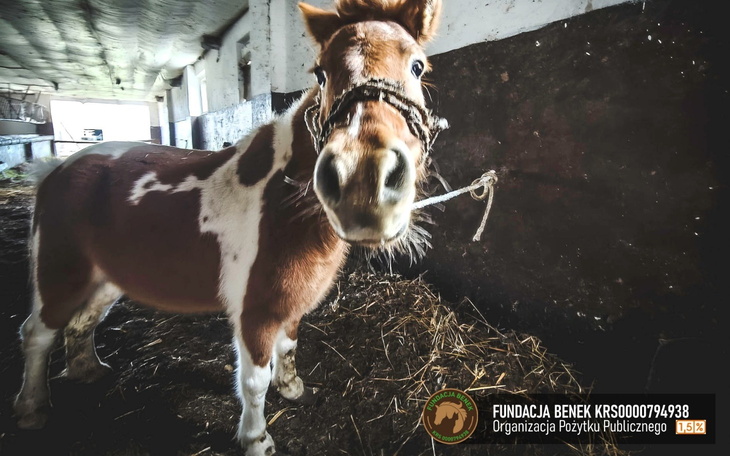 Mały koń w stajni, otoczony słomą i drewnianymi ścianami.