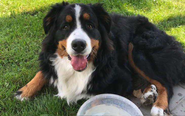 Zbiórka Pomoc dla Bastiego - zdjęcie główne