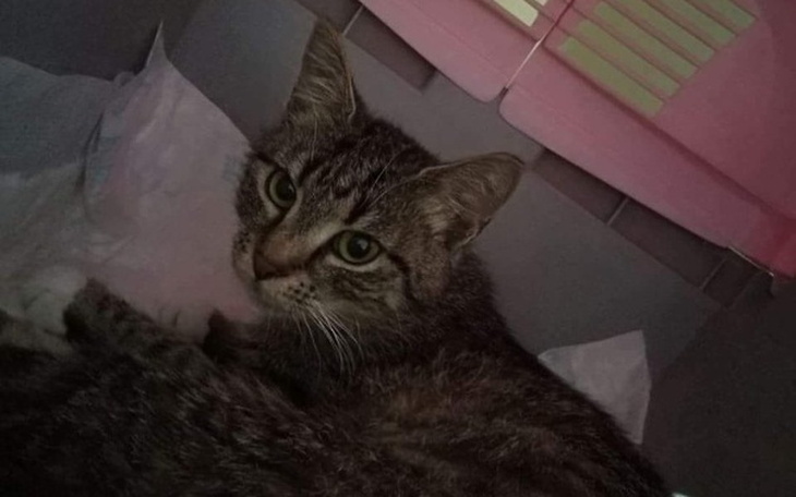 Zbiórka Shanti- uratowana bezdomna kotka - zdjęcie główne