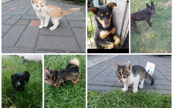 Zbiórka bajkolandia pomaga bezdomniakom - zdjęcie główne