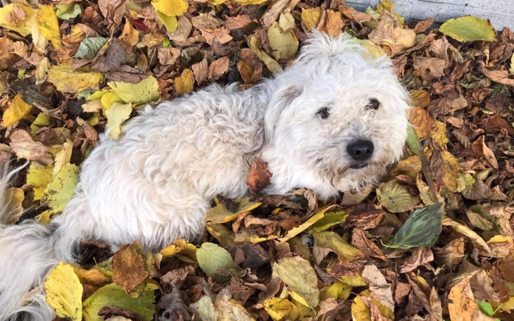 Zbiórka Operacja Mija - zdjęcie główne