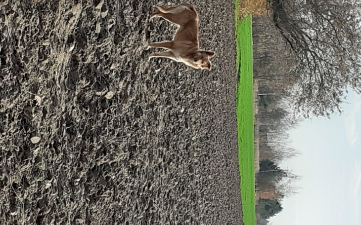Zbiórka Na ratunek bezdomnej suni - zdjęcie główne