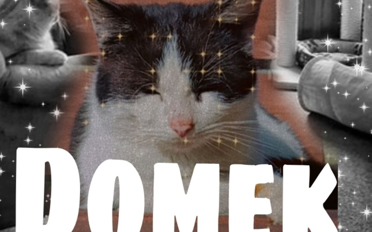 Zbiórka Domek dla kociaków - zdjęcie główne