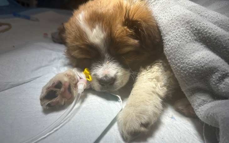 Zbiórka Nieżywa za życia - psie dziecko - zdjęcie główne