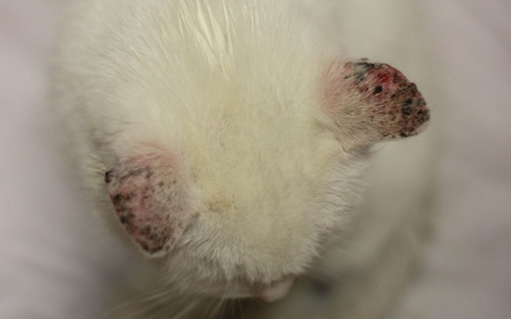 Zbiórka Kotka, która przyszła po pomoc.. - zdjęcie główne