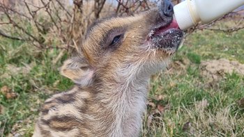 Zbiórka Mleko dla dzikich podopiecznych - miniaturka zdjęcia