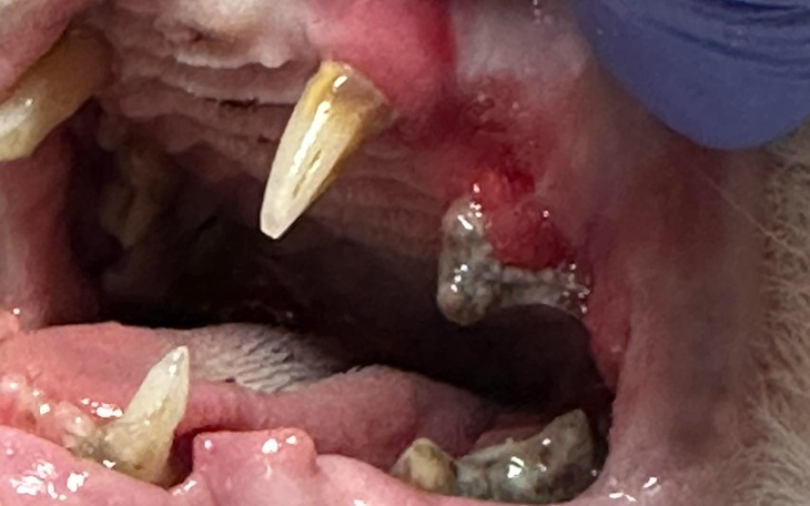 Zbiórka Kocie dziąsła w stanie agonalnym - zdjęcie główne