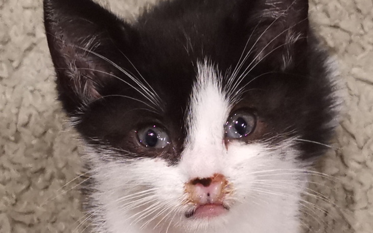 Czarnobiały kot z wyrazem zdziwienia na twarzy.