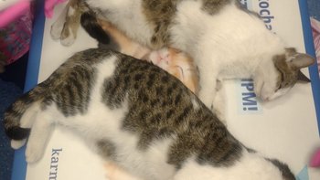 Zbiórka Spłata faktury za bezdomniaki - miniaturka zdjęcia