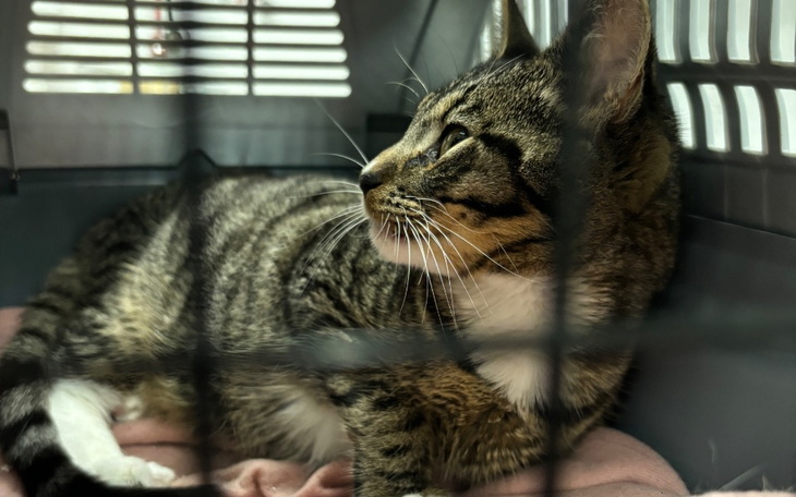 Zbiórka Prosimy o pomoc dla Tigera - zdjęcie główne