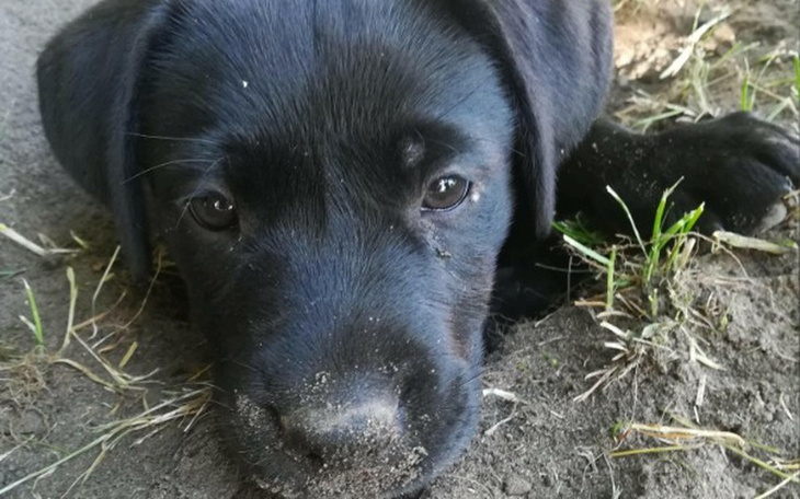 Zbiórka Zwierzakowy Dzien DzieckaANIMALS - zdjęcie główne