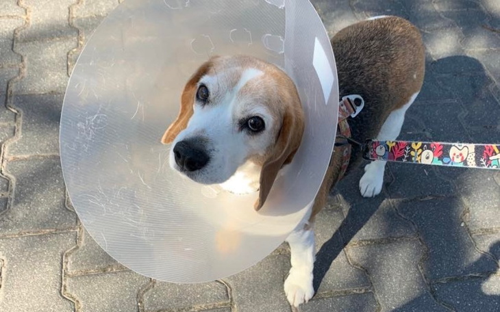 Zbiórka Senior Dżeki walczy o zdrowie - zdjęcie główne