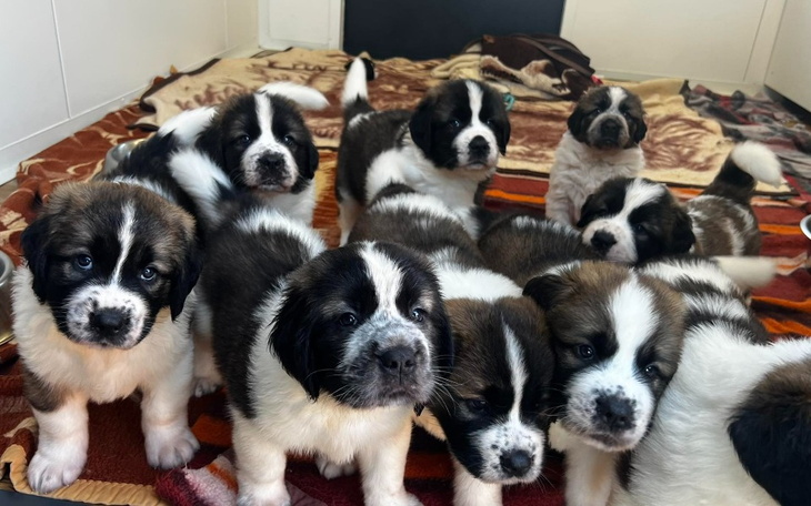 Zbiórka Dzień Psiecka - zdjęcie główne