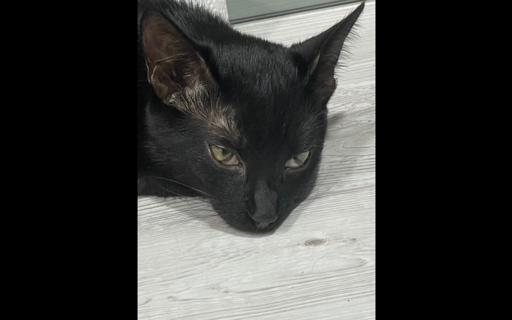 Zbiórka Na ratunek kocim aniołkom - zdjęcie główne