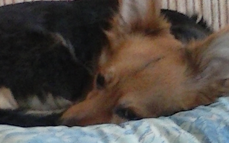 Zbiórka Na Leczenie psiaków - zdjęcie główne