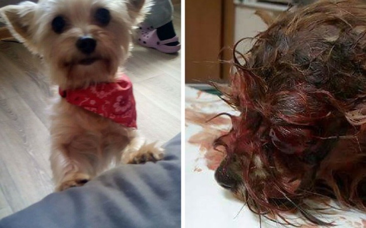 Zbiórka Na leczenie pogryzionej Lali - zdjęcie główne