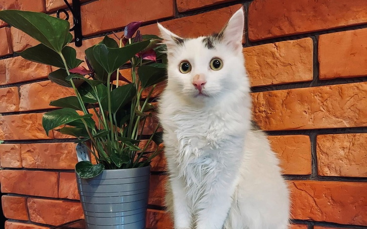 Zbiórka Pomóż uratować życie Ciapka - zdjęcie główne