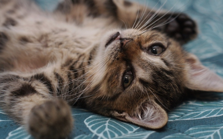 Zbiórka Karma dla tymczasiaków - zdjęcie główne