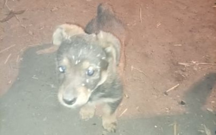 Zbiórka Karma dla Małych Piesków - zdjęcie główne