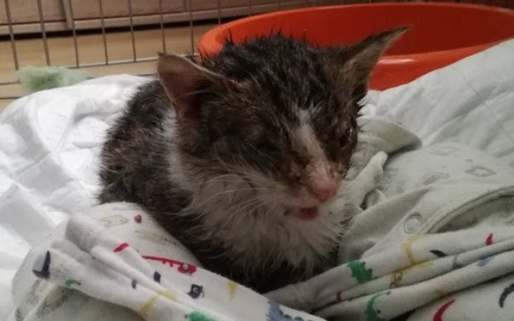 Zbiórka Mała Roxi potrzebuje pomocy - zdjęcie główne